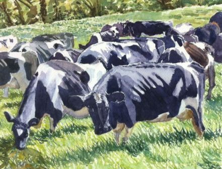Cows watercolour